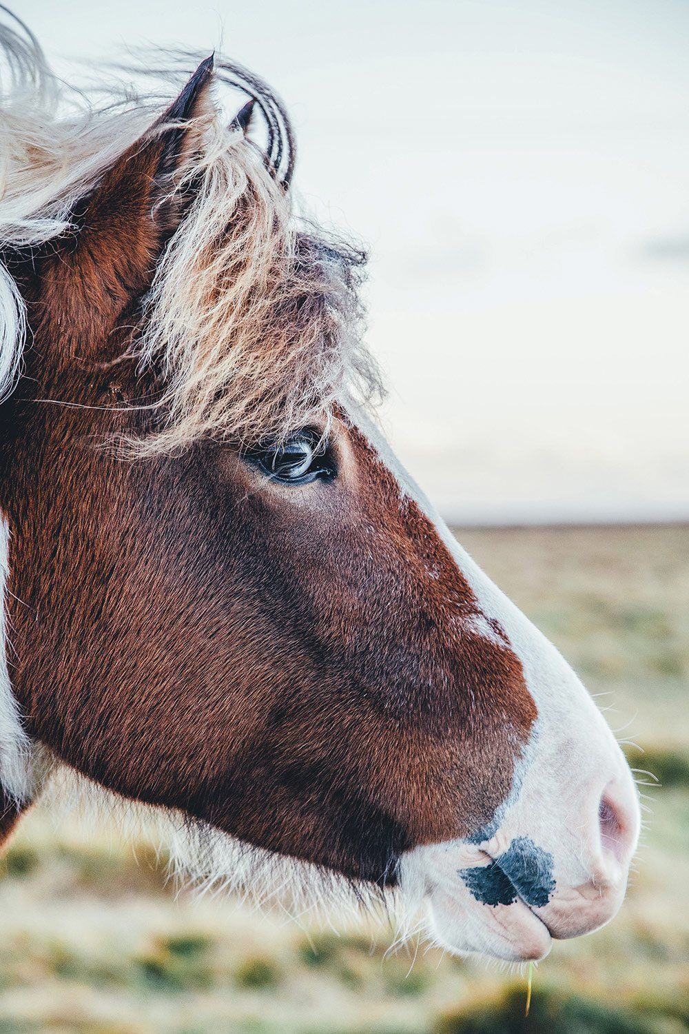 Brown and white horse, frosty mane, looking right. Outdoors, light background.