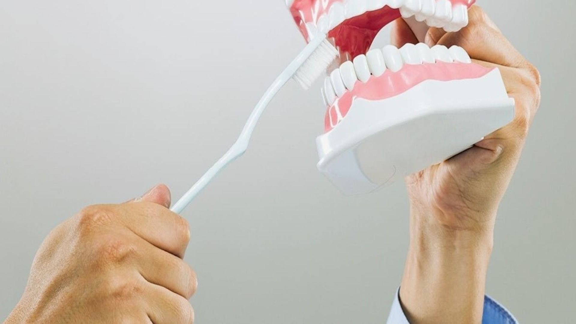 Mano usando un cepillo de dientes para demostrar el cepillado de dientes en un modelo de dientes y encías.