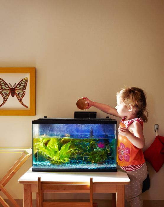Montessori child feeding the classroom fish