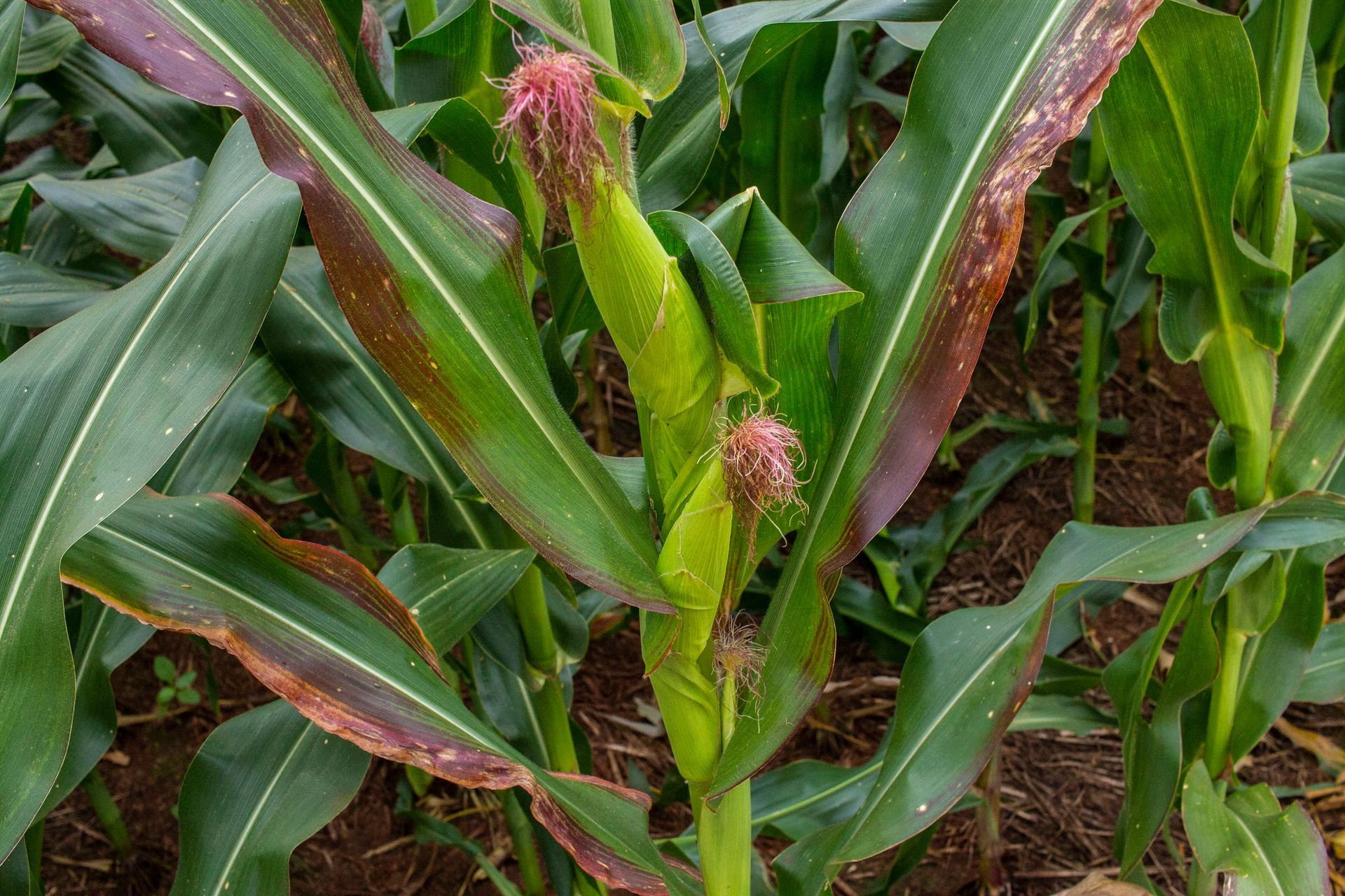 Planta de milho afetada pelo complexo de enfezamento, com sintoma de multiespigamento.