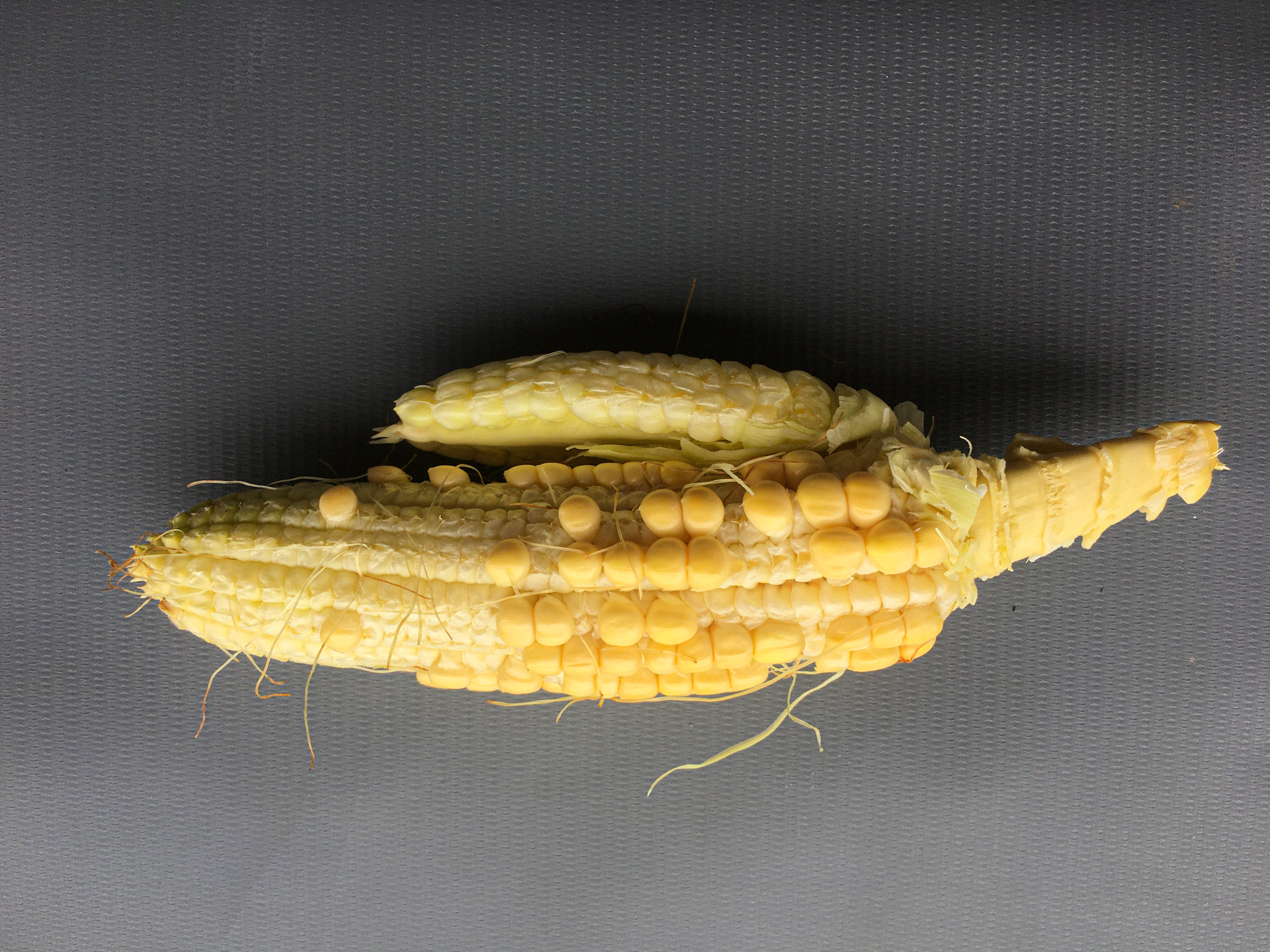 Fotografia mostra espiga de milho produzida por planta de milho contaminado com o complexo de enfezamento.
