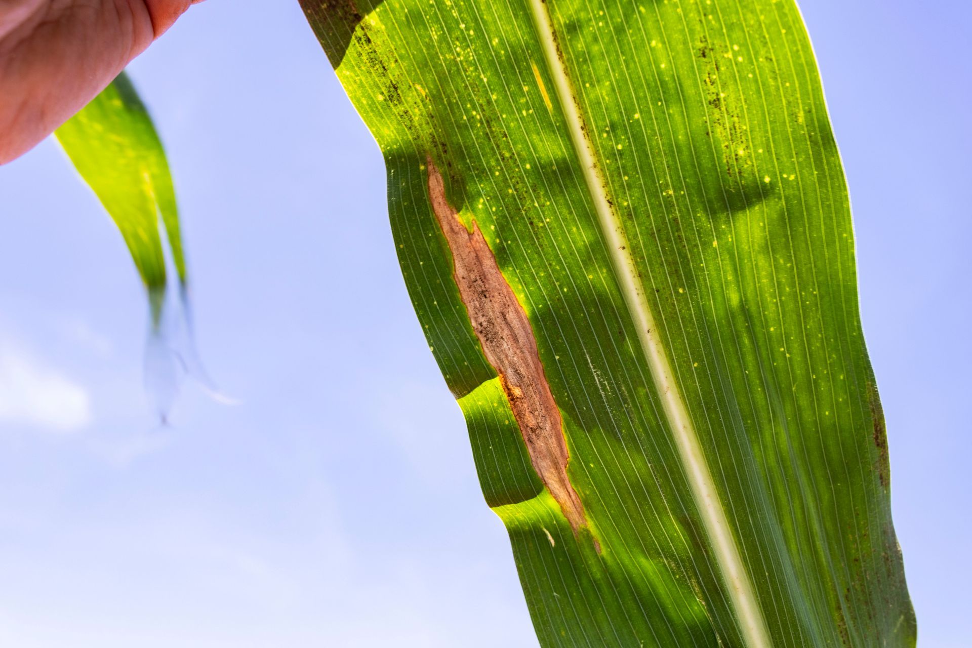 Fotografia mostra uma folha da planta de milho com sintomas de doenças foliares. 