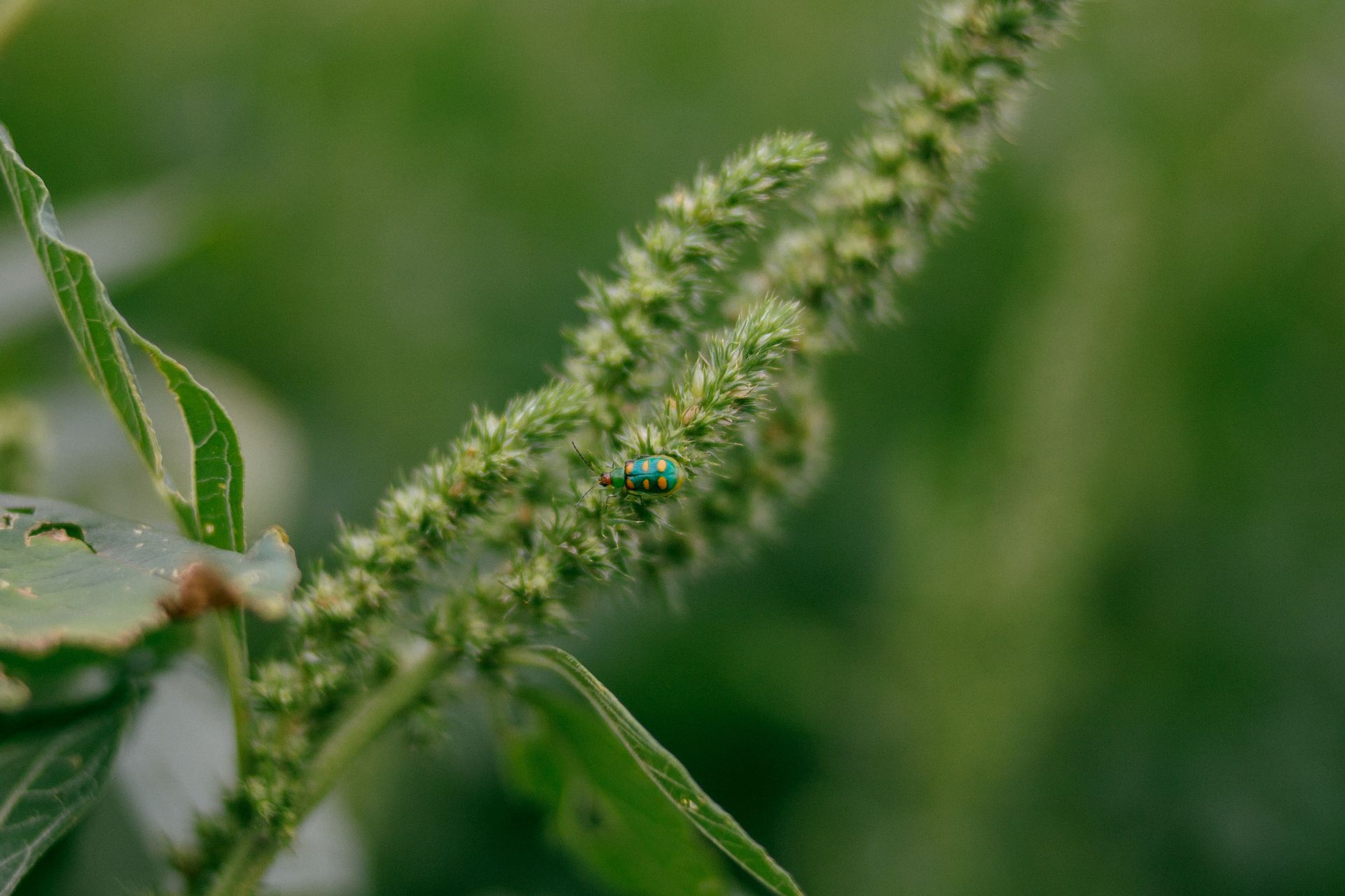Fotografia registrando um inseto bicudo-do-algodoeiro se alimentando do botão floral do algodão. 