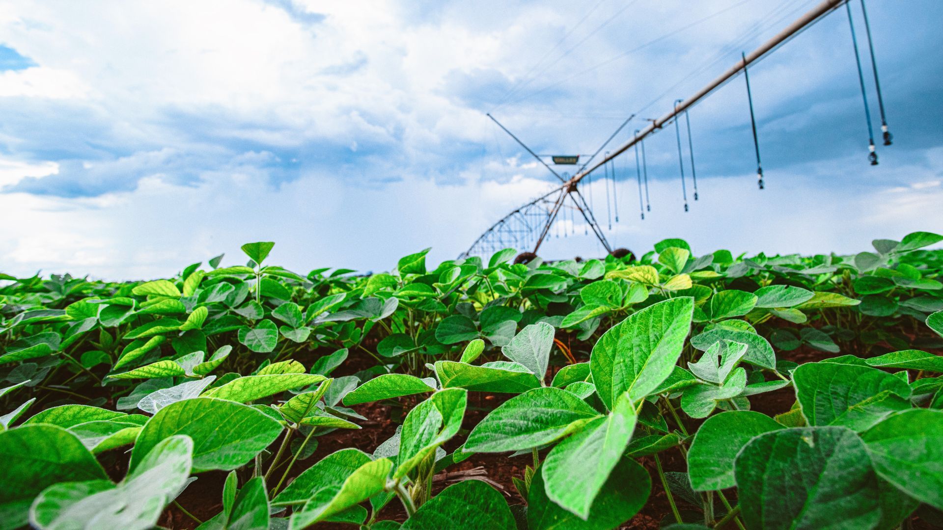 As Plantações de Soja e o Impacto Ambiental causado na Água e Solo