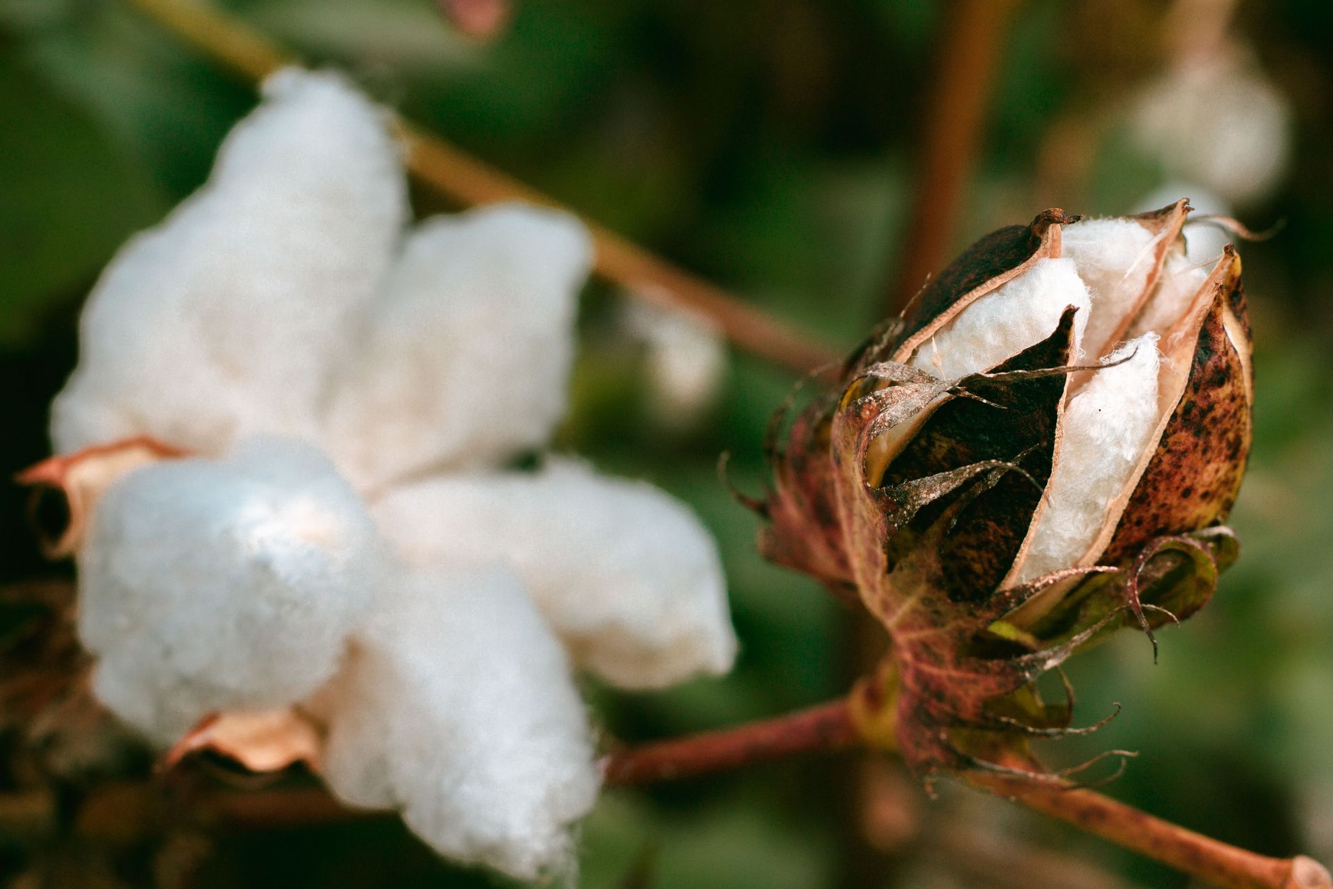 Fotografia de uma planta de algodão, onde um capulho já está aberto e com as plumas expostas