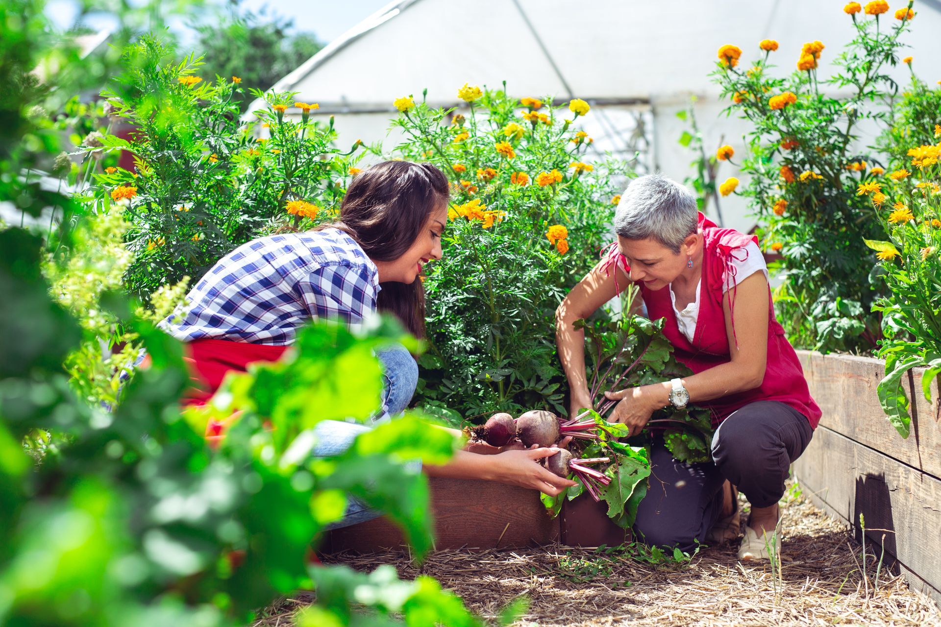 Two women are working in a garden together.