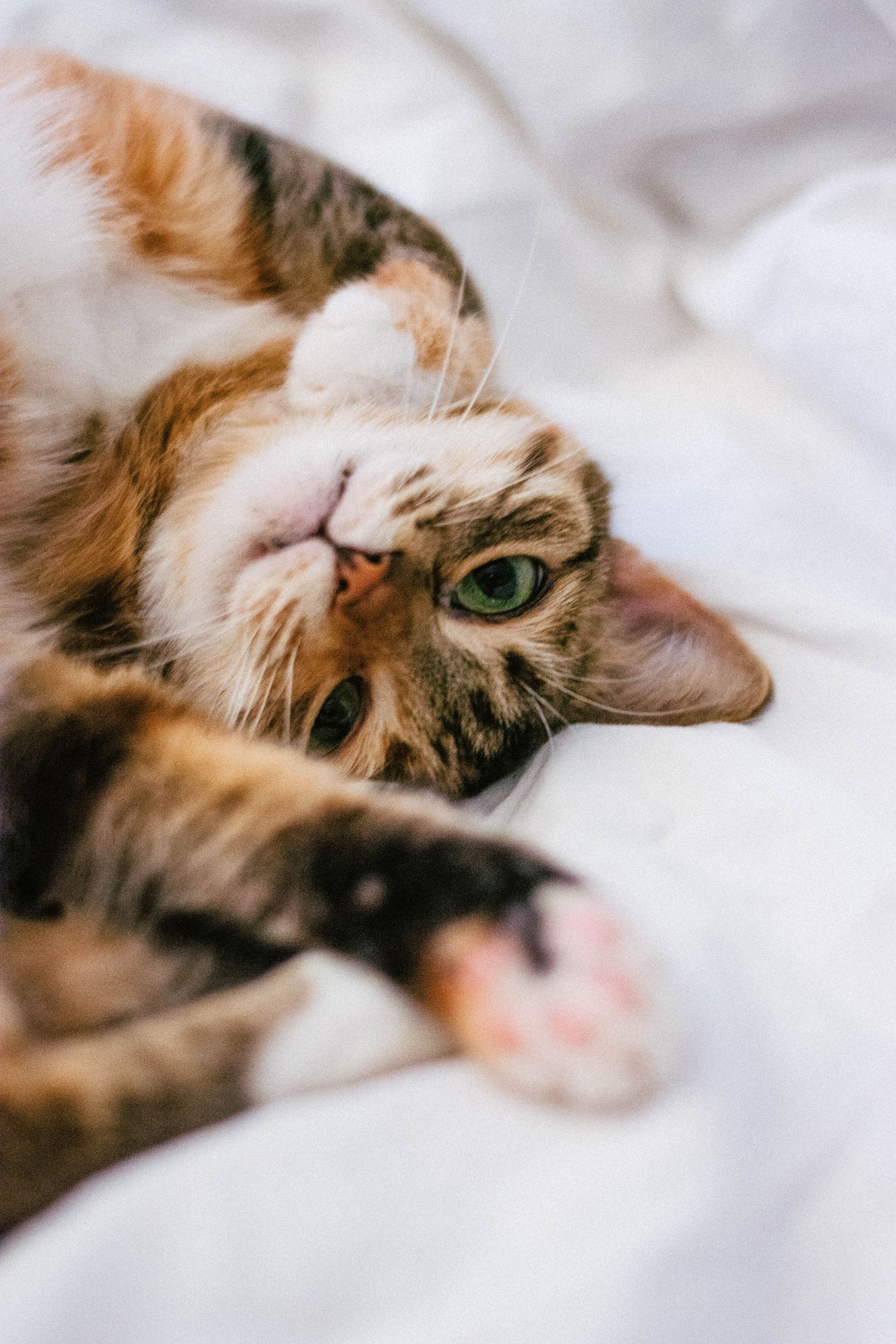 Calico cat lying on its back on a white bed, with green eyes and a relaxed expression.