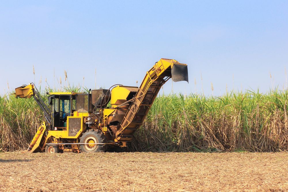 A Yellow Tractor is Cutting Sugar Cane in a Field — MPE Adventure Quads & Bikes In Forster, NSW
