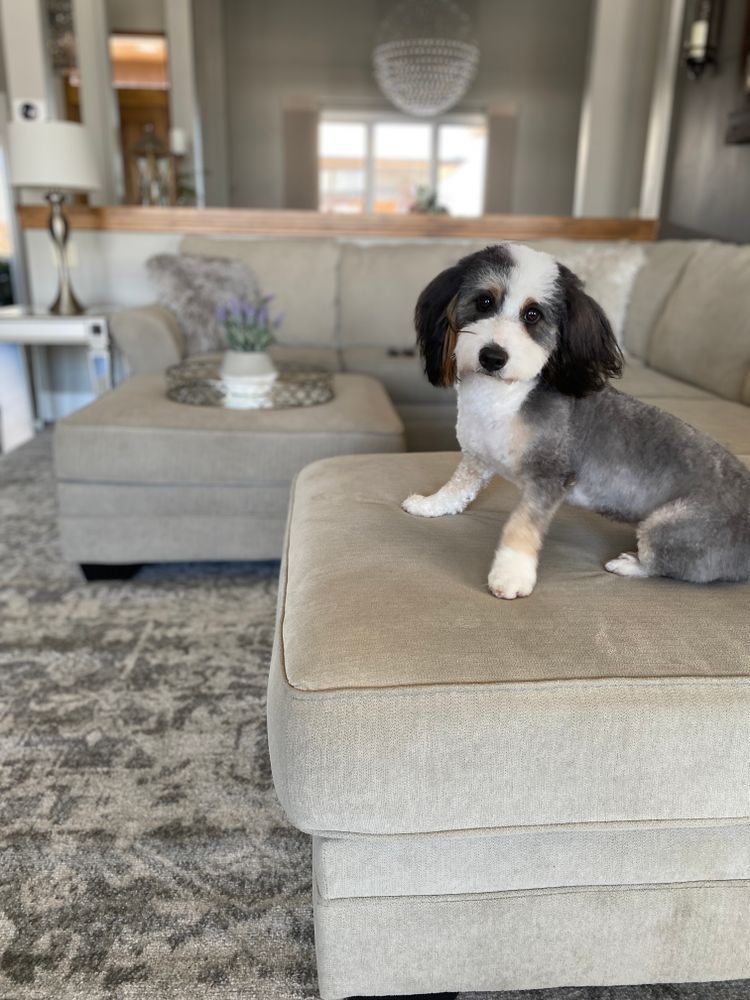 A small dog is sitting on a couch in a living room.