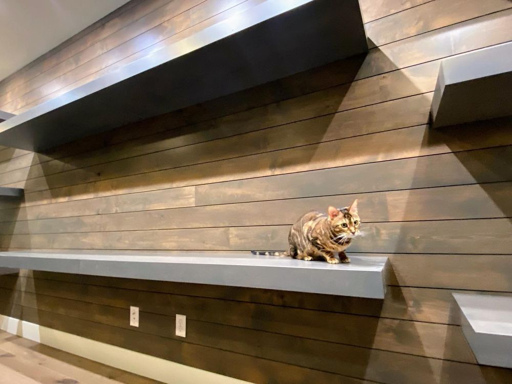A cat is sitting on a shelf in a room.