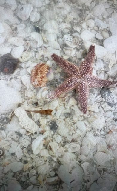 Starfish — Englewood, FL — Smiths Electric Inc