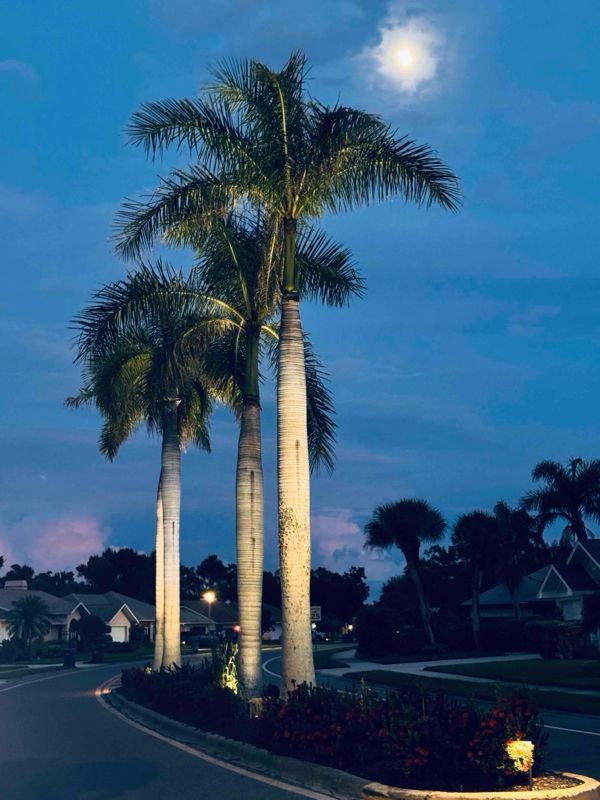 Three illuminated palm trees stand along a road at twilight under a full moon, with houses visible in the background.