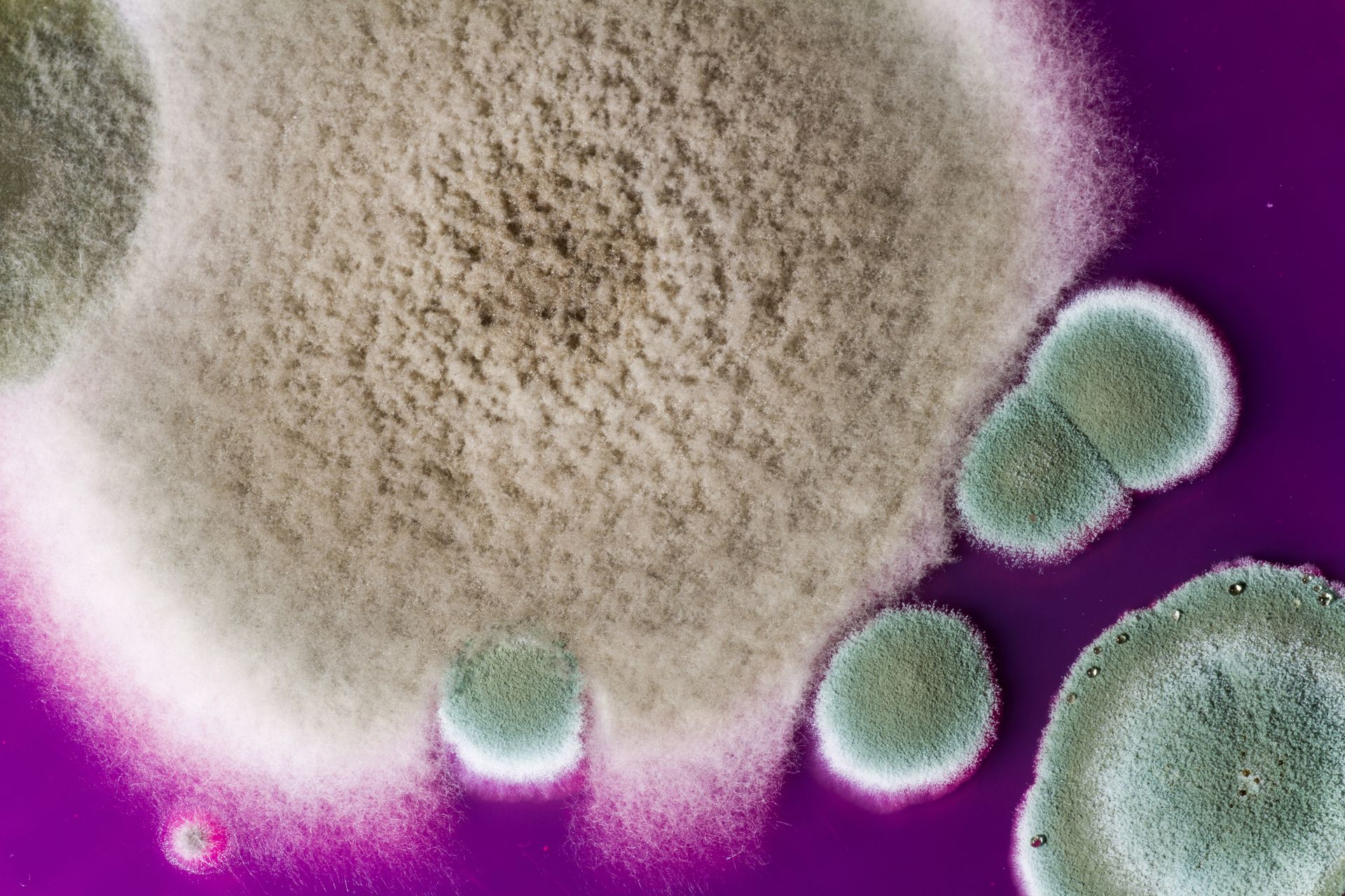 Colonies of mold with varying textures and colors, growing on a purple surface.