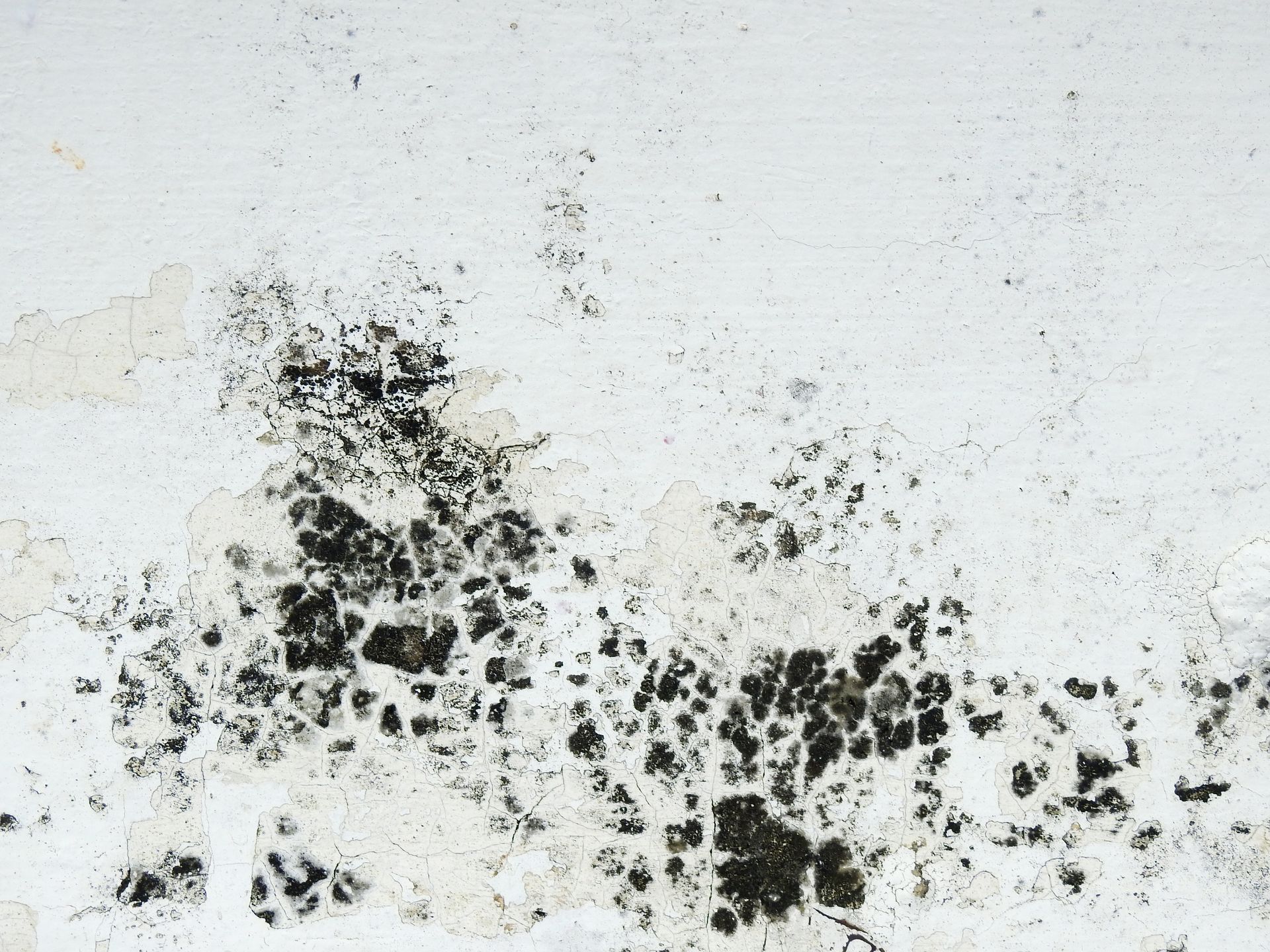 Black mold growth on a white wall.