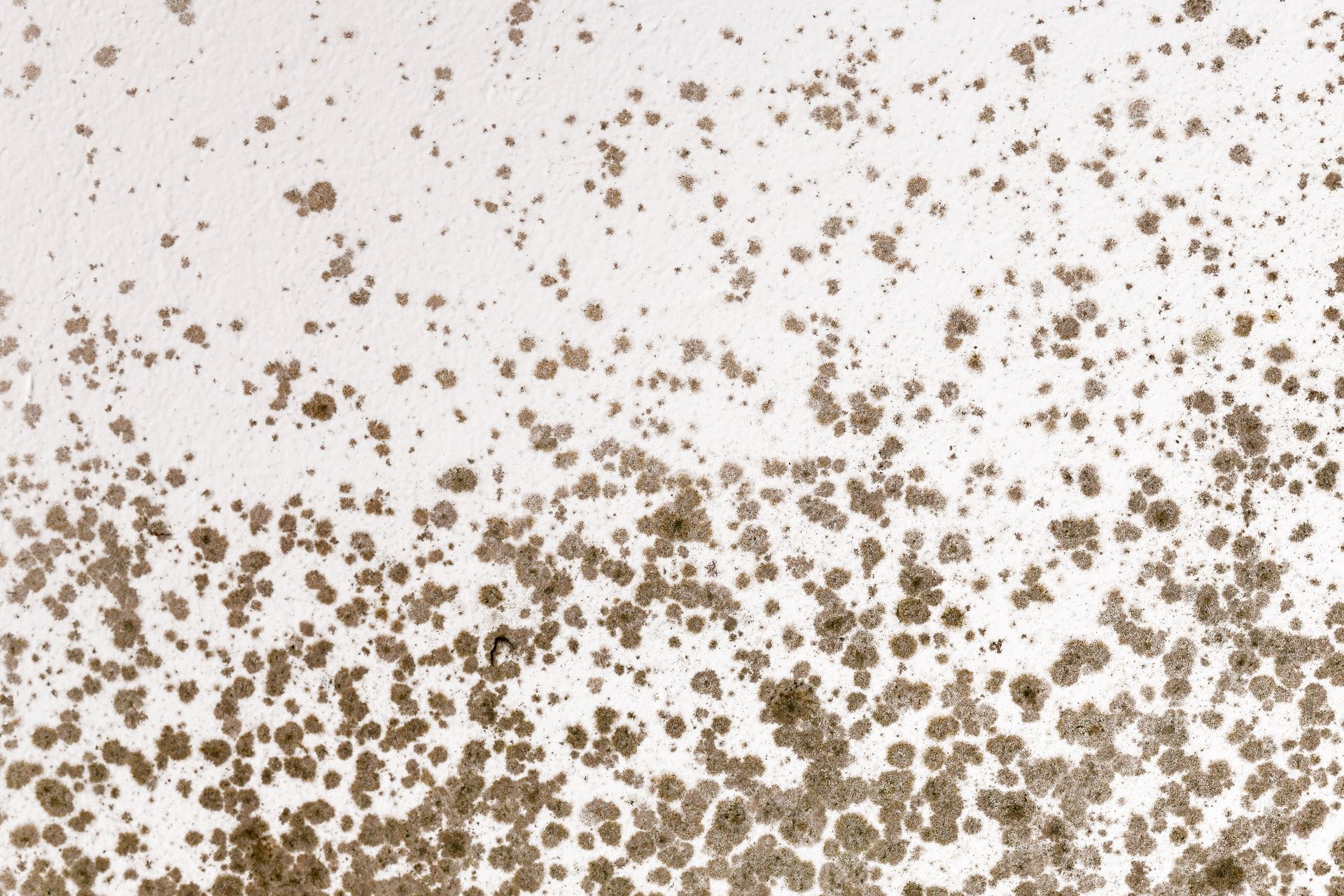Brown mold spots scattered on a white surface, creating a speckled pattern.