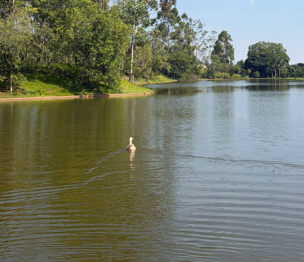 Um pato nada em um lago calmo, cercado por árvores verdes sob um céu azul.