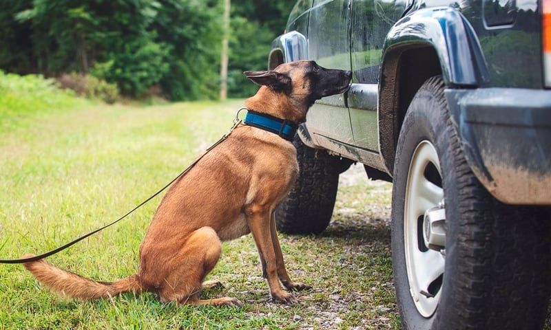 k9 detection