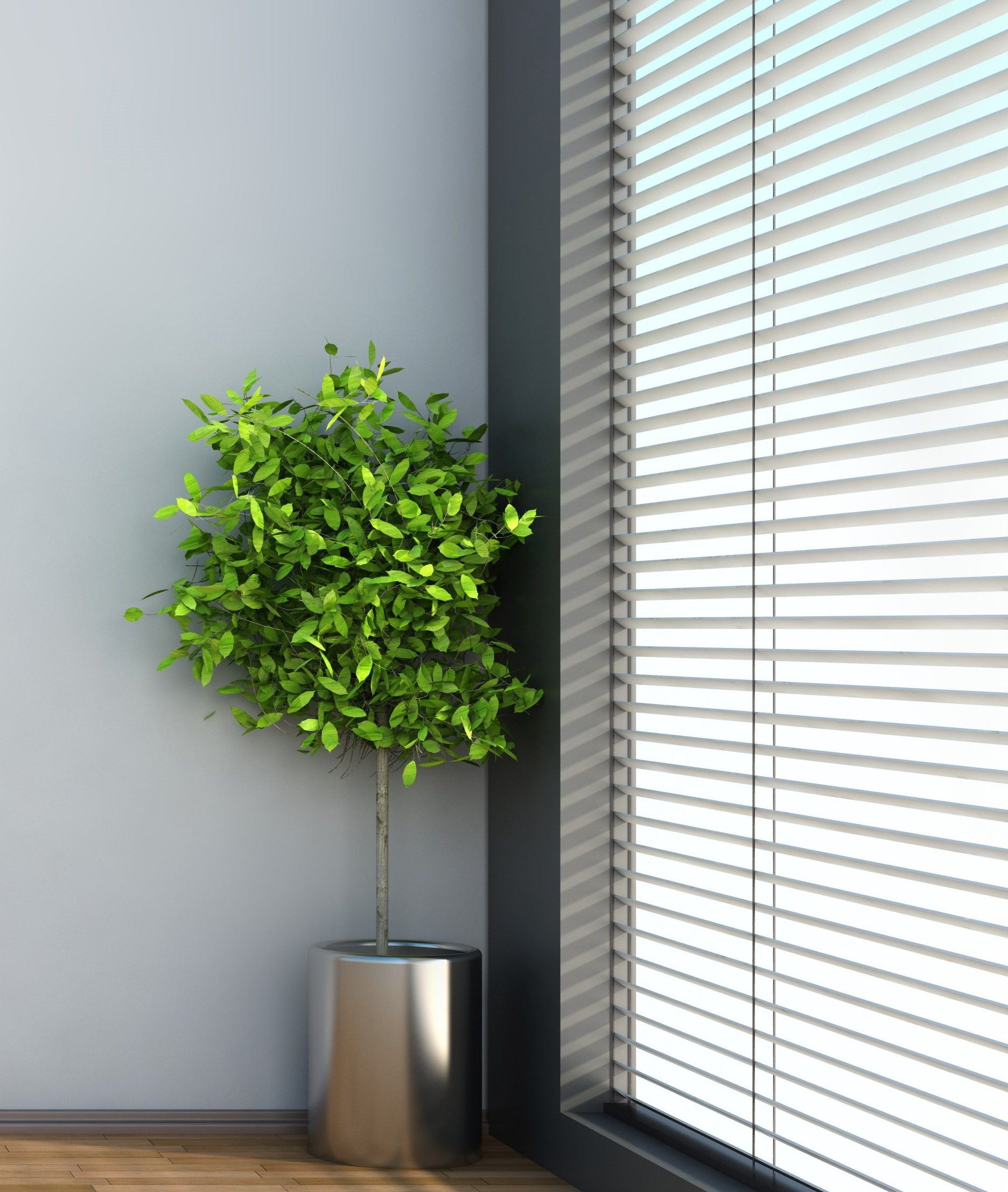 Bright green shrub in chrome pot, beside open venetian blinds letting sun into grey room with timber floor.