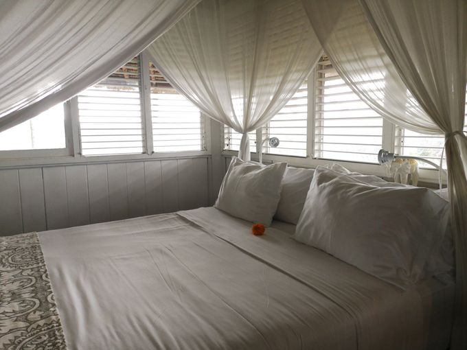 White curtains tied back over open plantation shutters in timber bedroom, made up bed with white pillows and red flower placed between them.