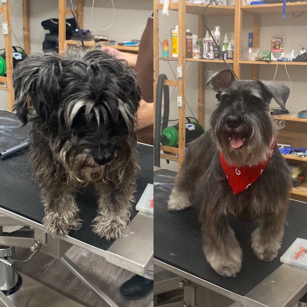 Two dogs are sitting on a table one is wearing a red bandana