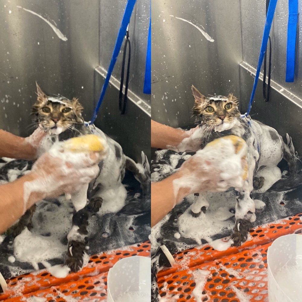 A cat is being bathed in a stainless steel bathtub