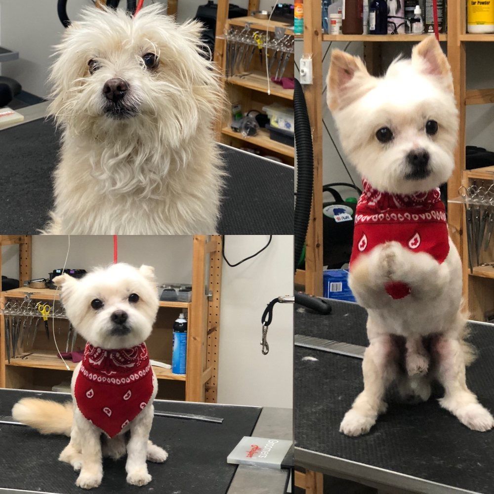A small white dog wearing a red bandana is sitting on a grooming table.
