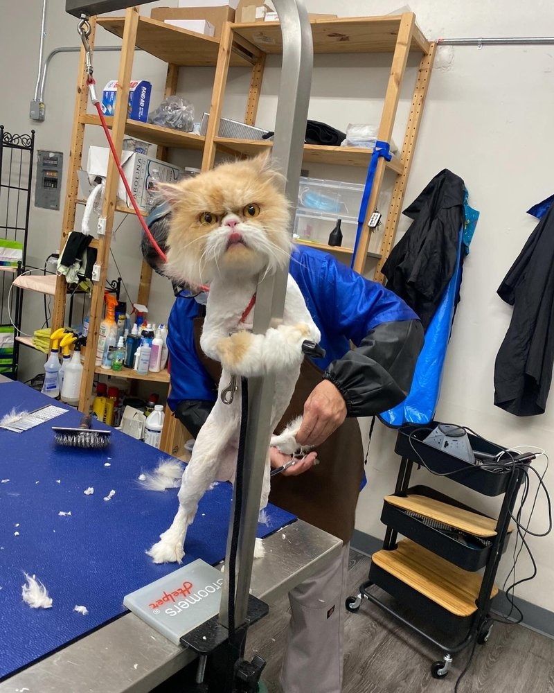A cat is being groomed by a man in a blue apron.