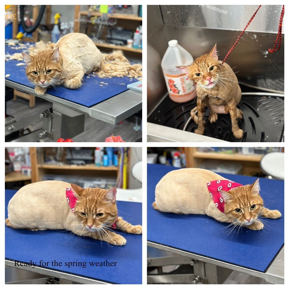 A cat is getting a haircut on a blue table.