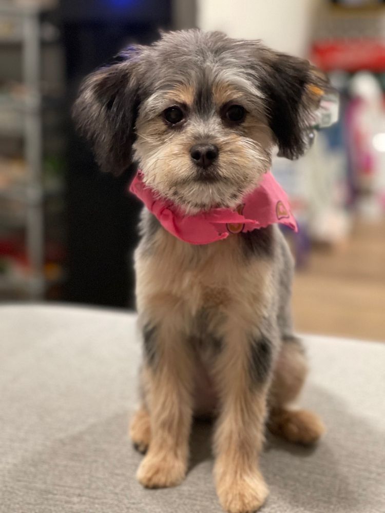 A small dog wearing a pink bandana is sitting on a table.