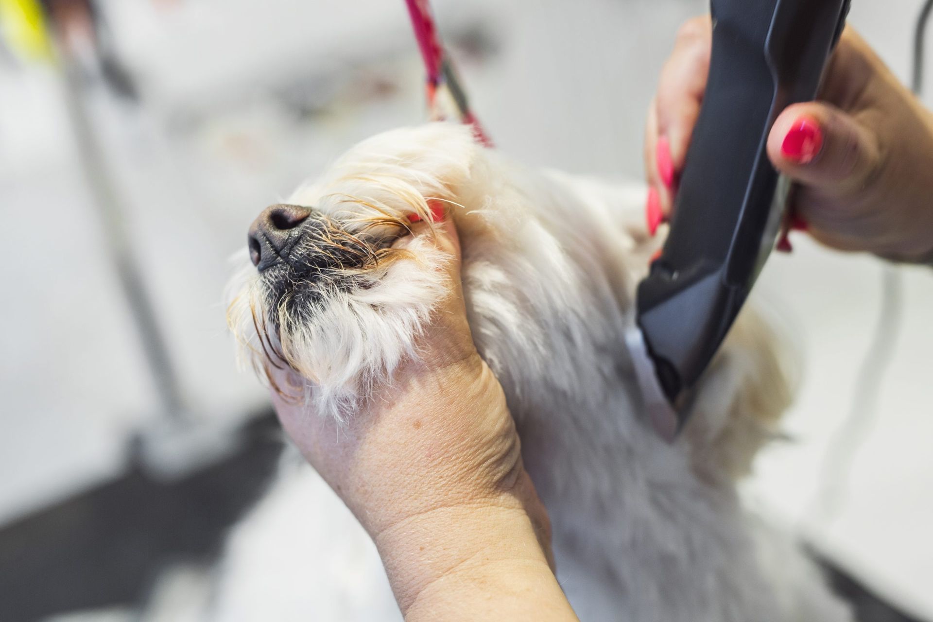 A person is cutting a small white dog 's hair with a clipper.