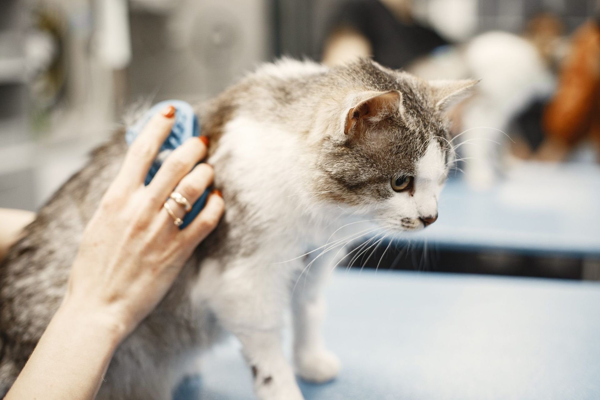 A person is brushing a cat with a brush.