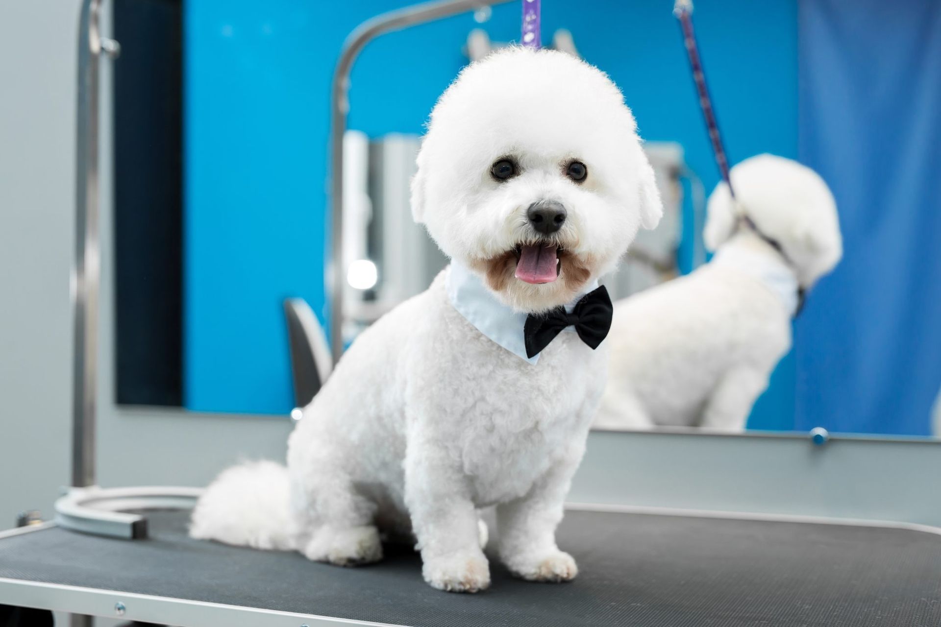 A small white dog wearing a bow tie is sitting on a grooming table.
