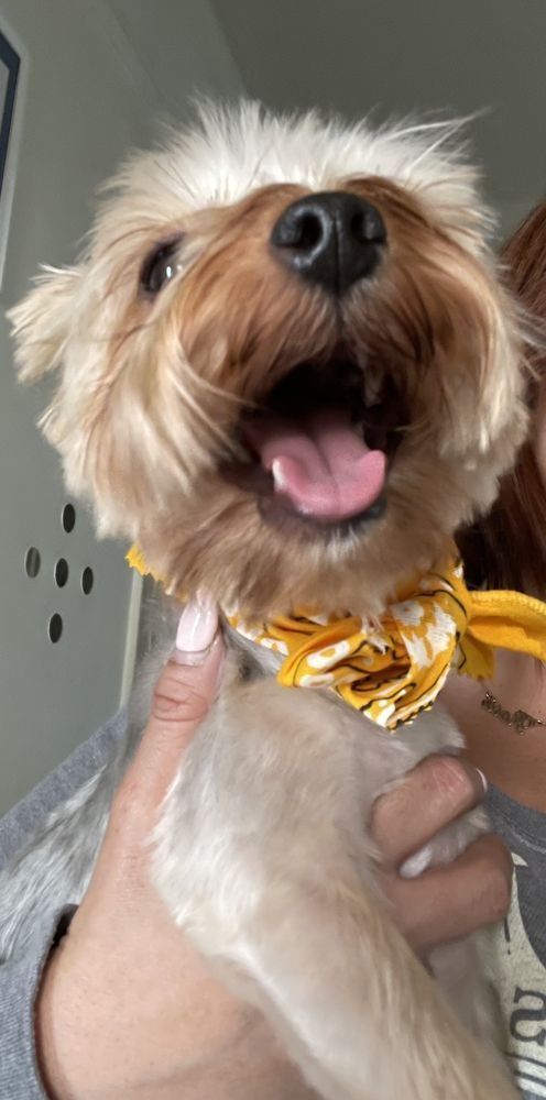 A person is holding a small dog with its tongue out.