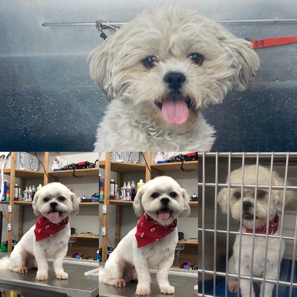 A small white dog wearing a red bandana is sitting on a table