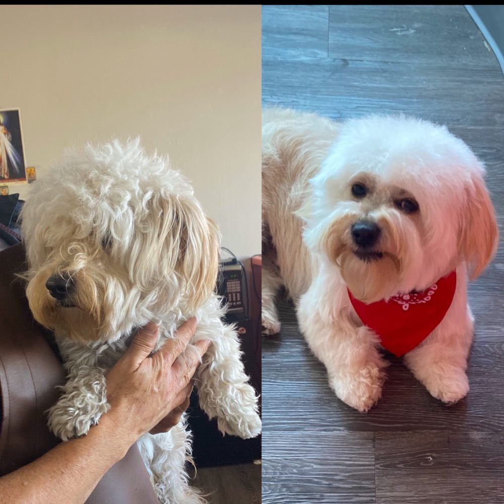 A person is petting a small dog and another dog is laying down