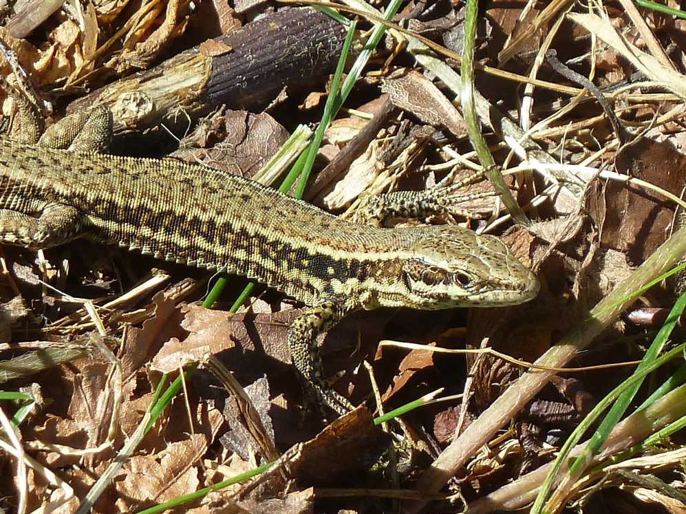 Een hagedis ligt op een stapel bladeren en gras