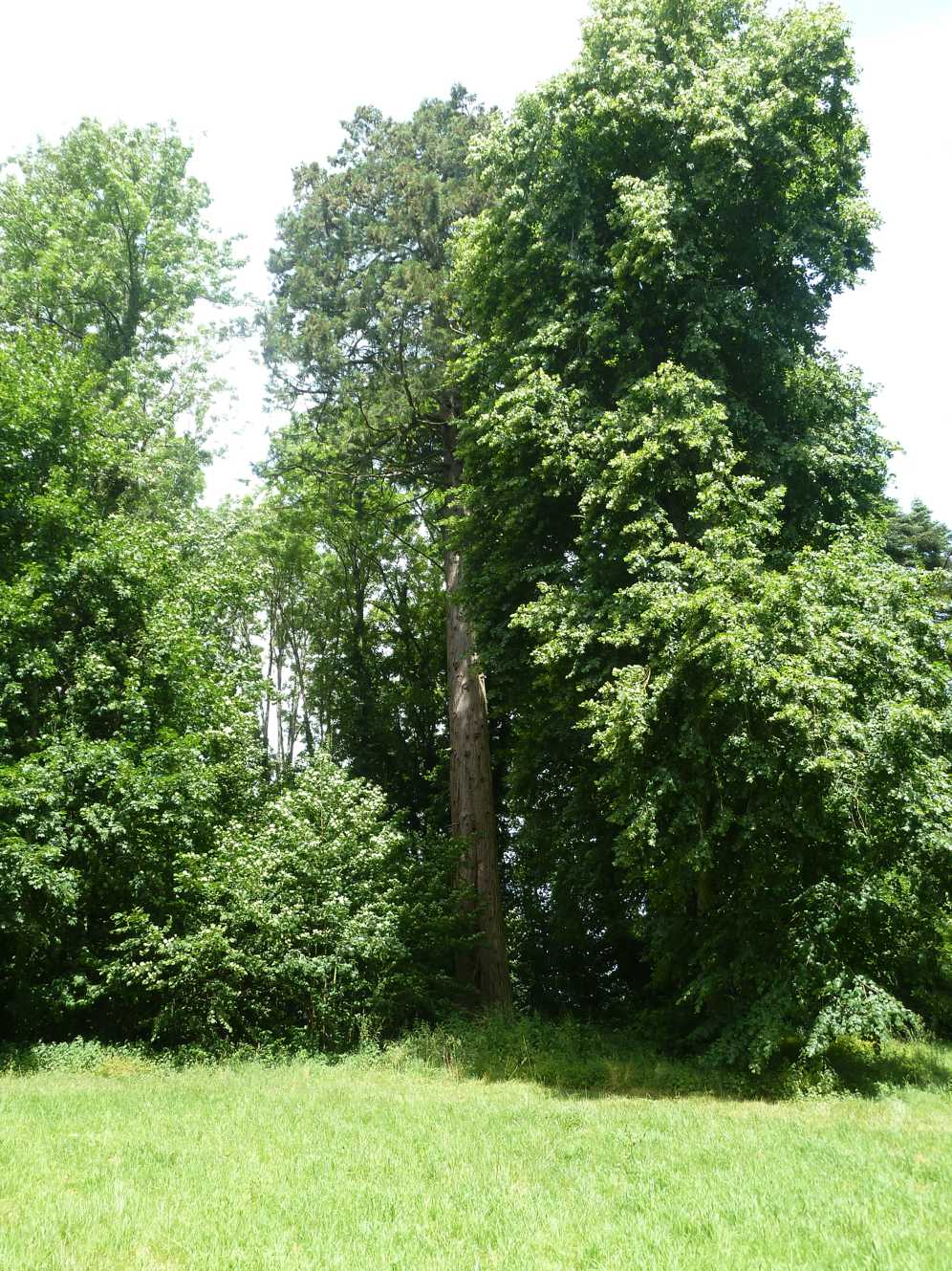 Een weelderig groen veld met bomen op de achtergrond