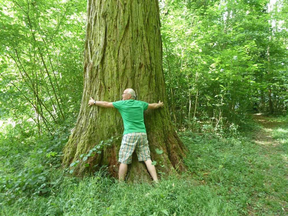 Een man in een groen shirt omhelst een grote boom