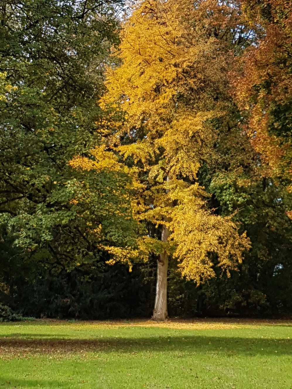 Een boom met gele bladeren in een park