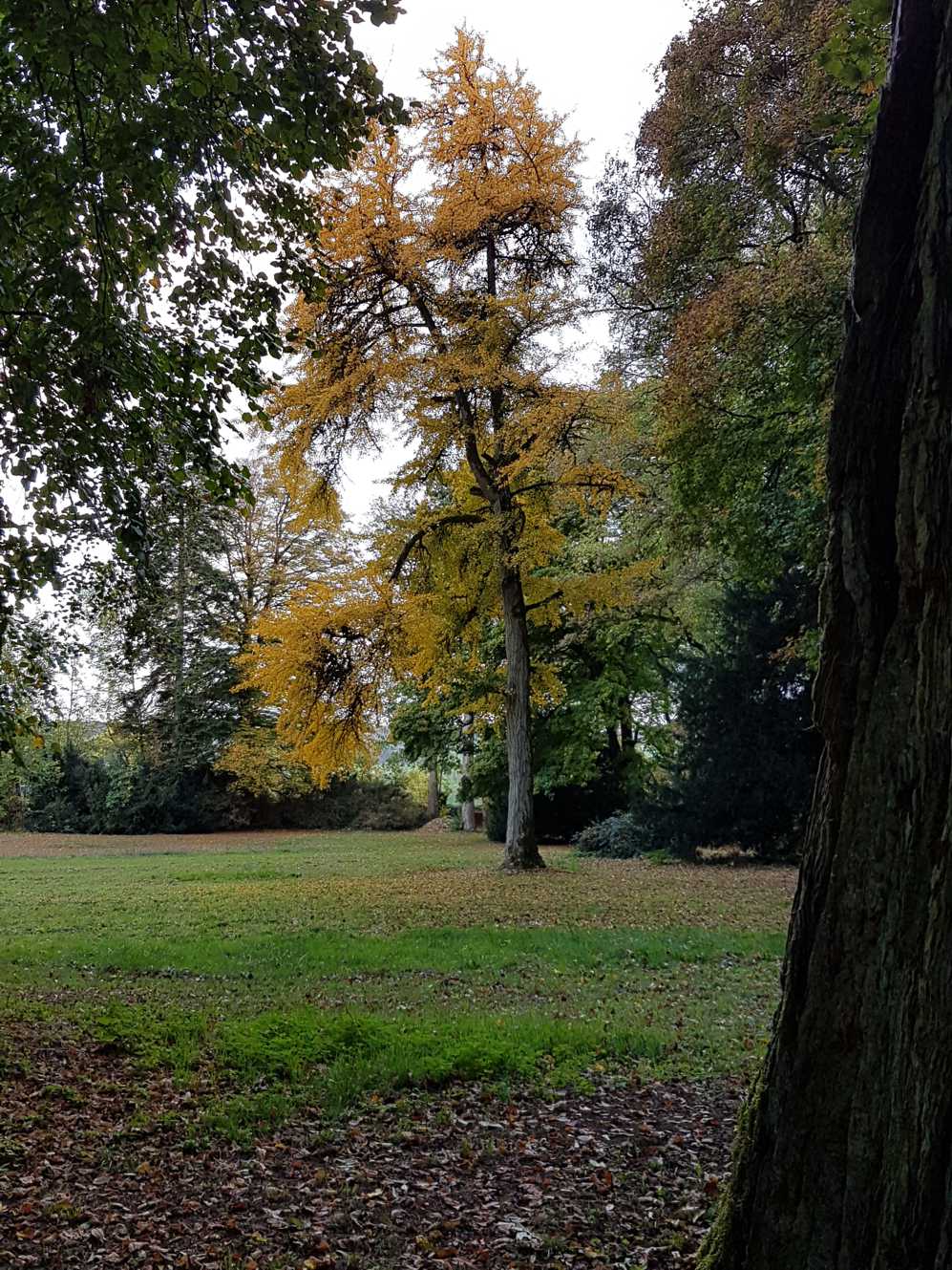 Een boom met gele bladeren staat midden in een park