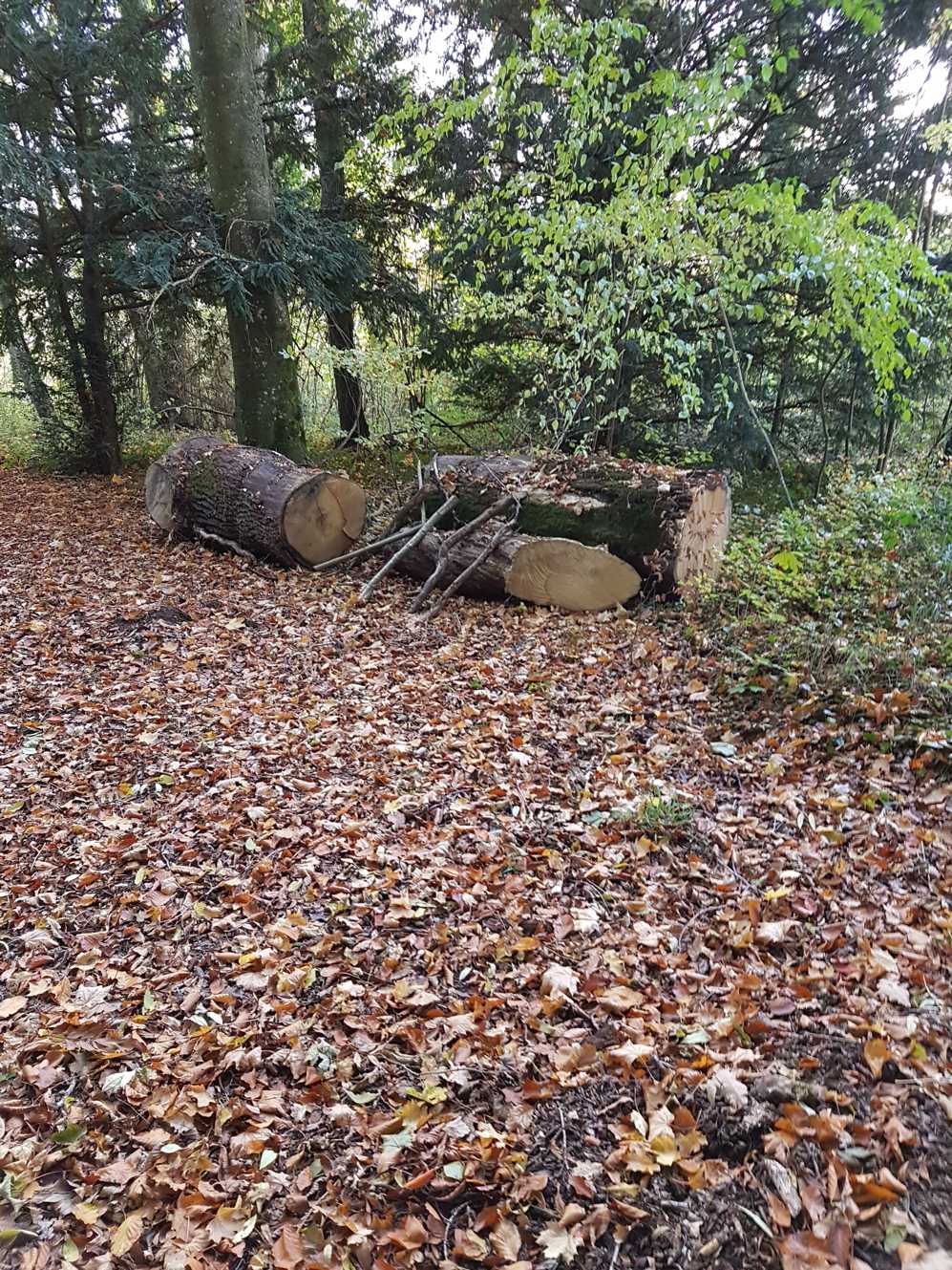 Er ligt een boomstam op de grond in het bos, bedekt met bladeren.