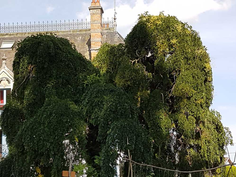Een grote boom met veel bladeren staat voor een gebouw