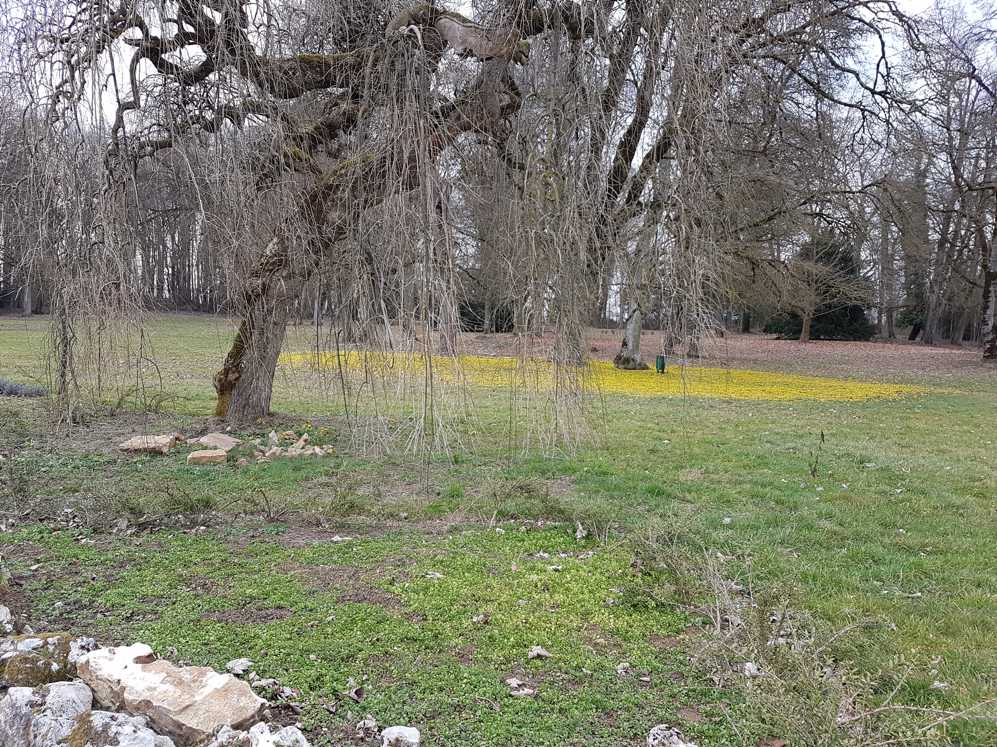 Een grasveld met bomen op de achtergrond