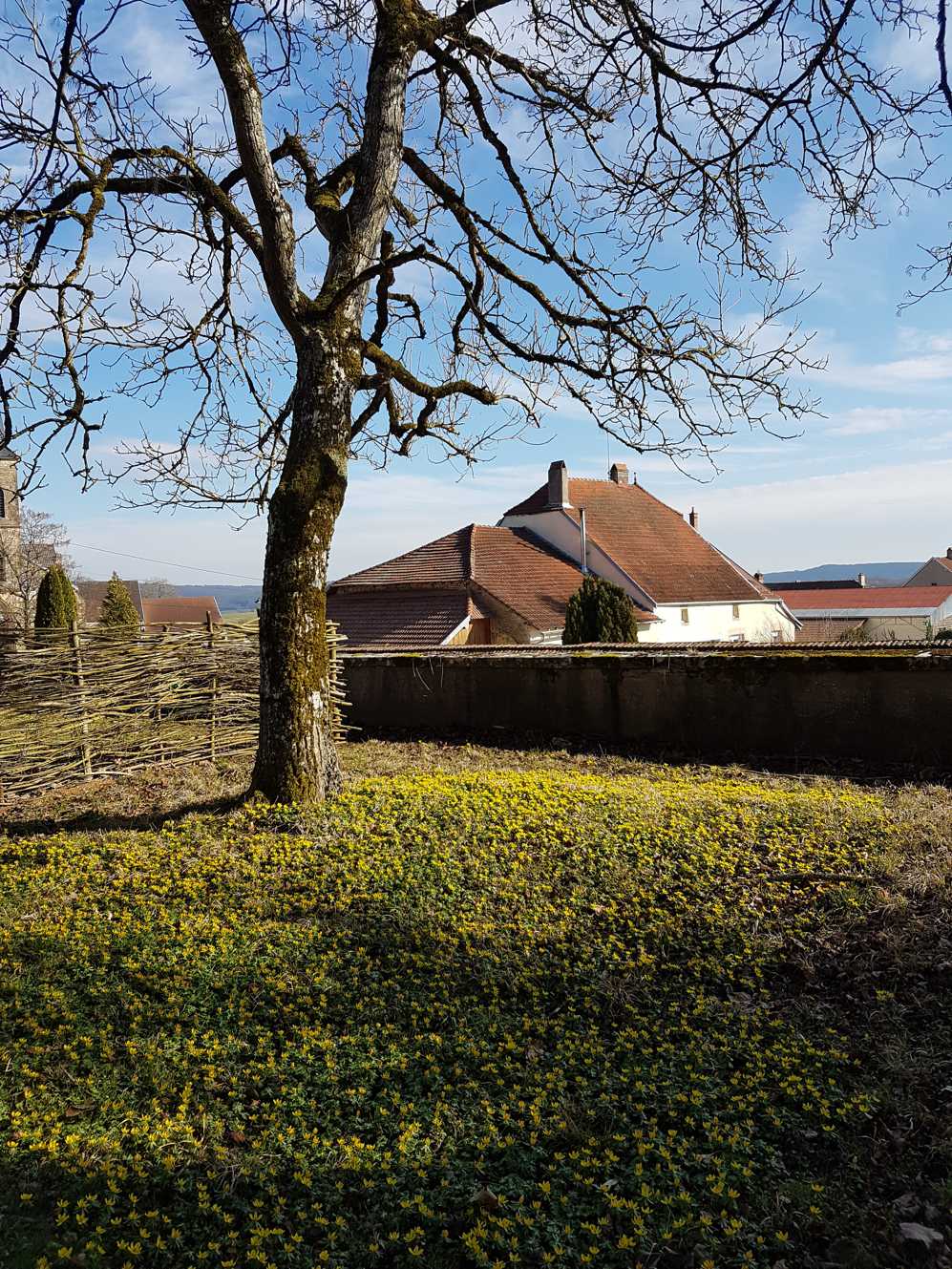 Een boom in het midden van een veld met gele bloemen