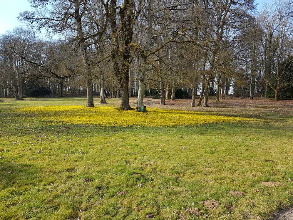 Een veld met gele bloemen in een park met bomen op de achtergrond