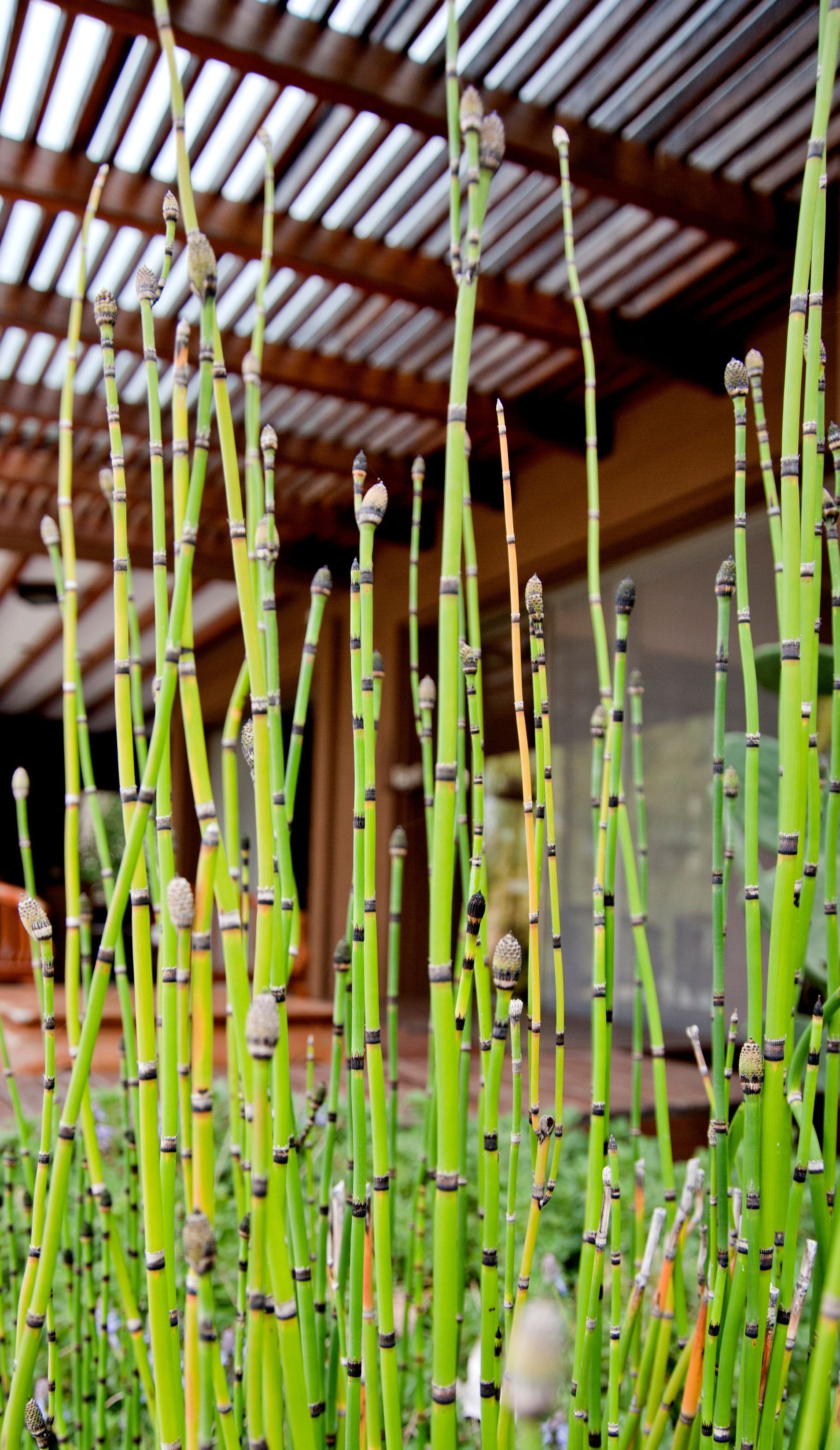 Juncos de cola de caballo verdes con nudos negros, al aire libre cerca de una pérgola de madera.