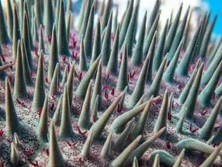 A close up of a starfish 's spines under a microscope.