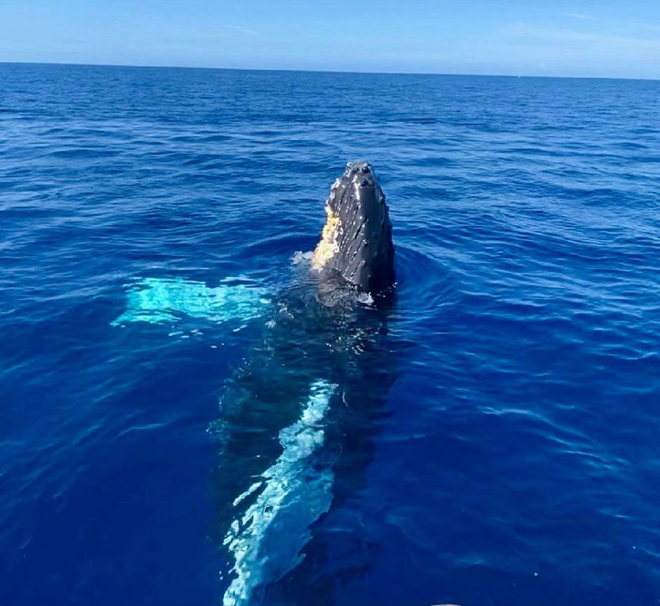 Humpback whale with head out of water, blue ocean.
