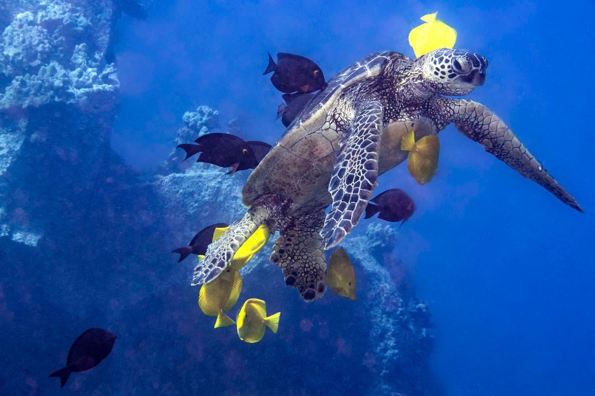 Three scuba divers are posing for a picture in the ocean.