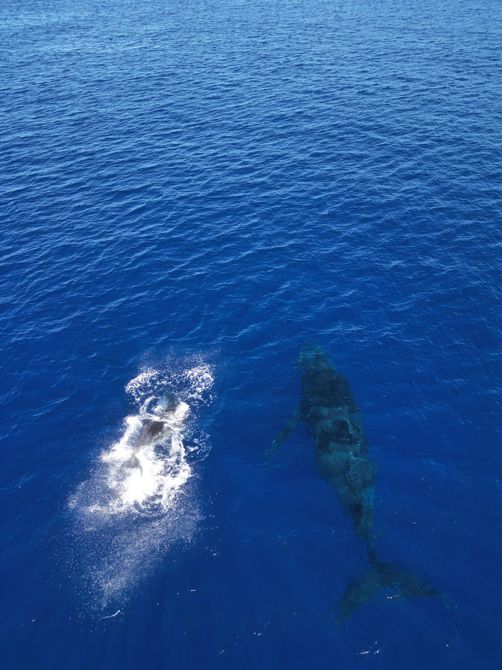 A whale and its calf swim in blue ocean water; calf leaps, creating spray.